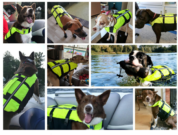 Dog Life Jacket